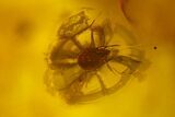 Fossil Flies (Diptera) and a Phoretic Mite (Acari) in Baltic Amber #135085-2